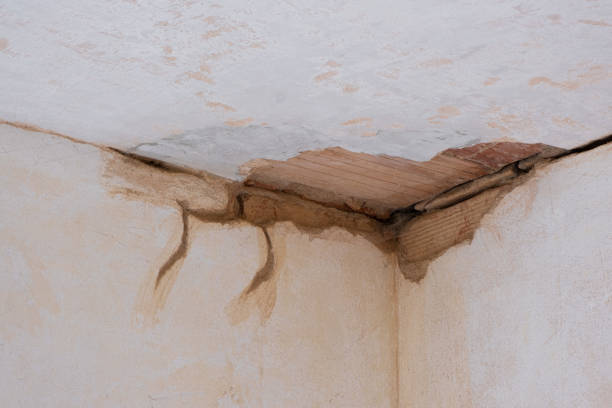 Best Water damage cleanup near me  in Lewisburg, KY